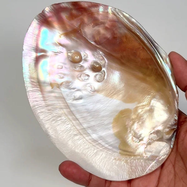 LUXURY INVITING Mother of Pearl Sea shell